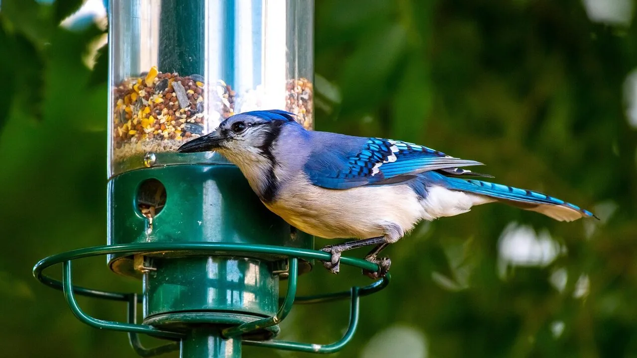 Bird Feeder Poles Worth Buying for Every Backyard
