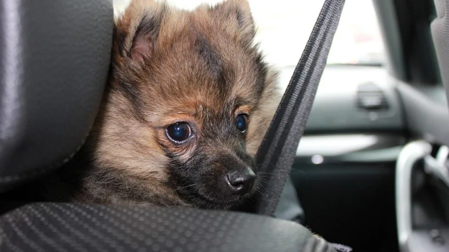Two dogs sitting together in back seat of car during road trip