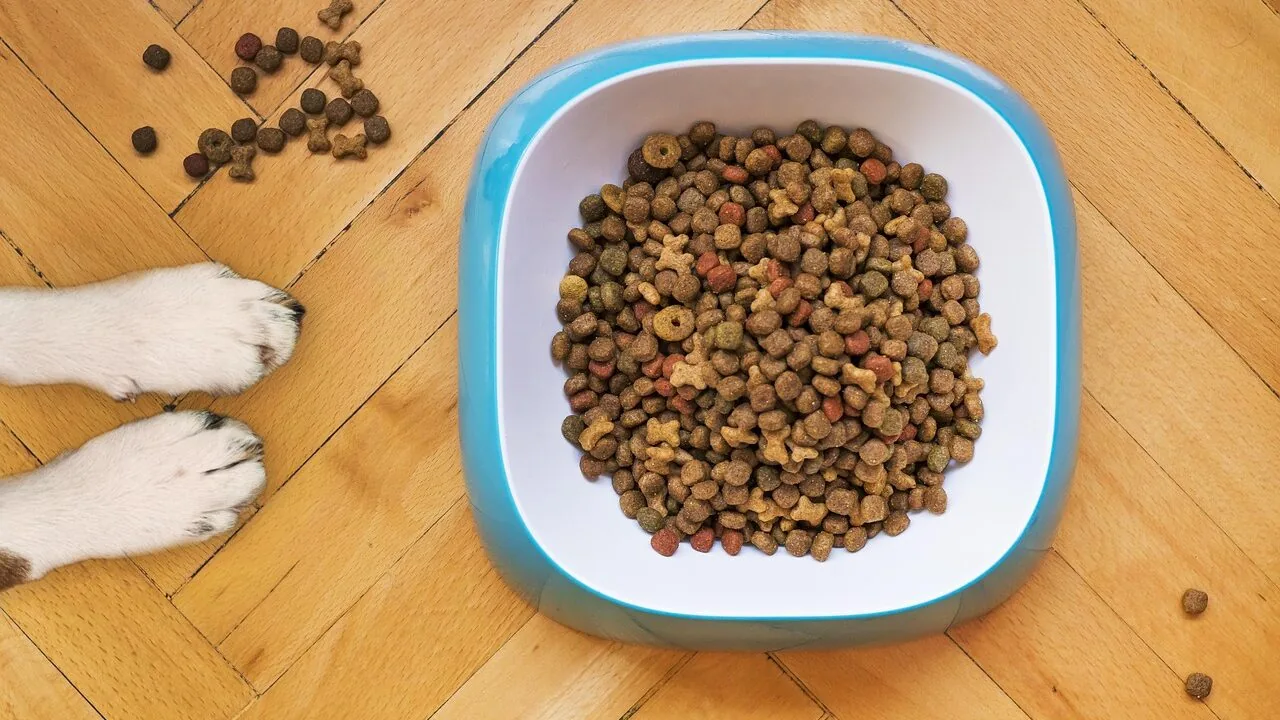 The Best Dry Cat Foods for Every Budget and Need