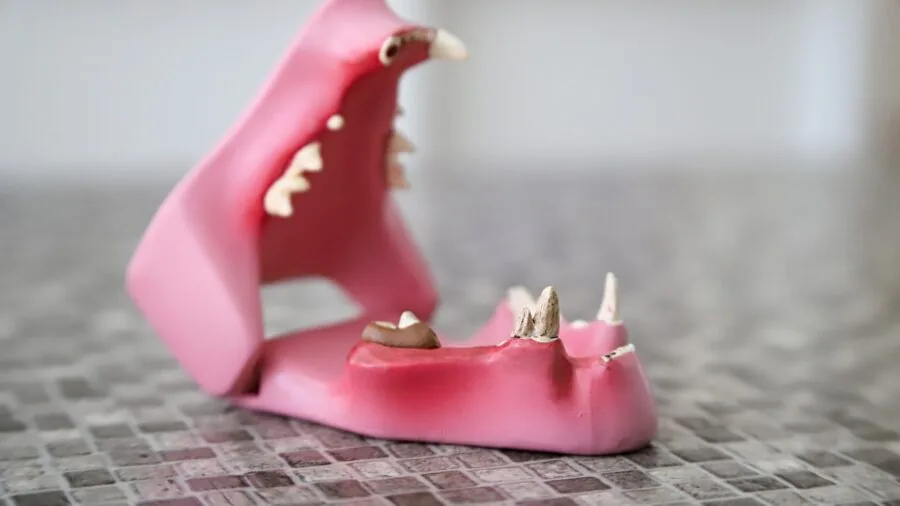 Veterinarian inspecting a dog's teeth and mouth during dental examination