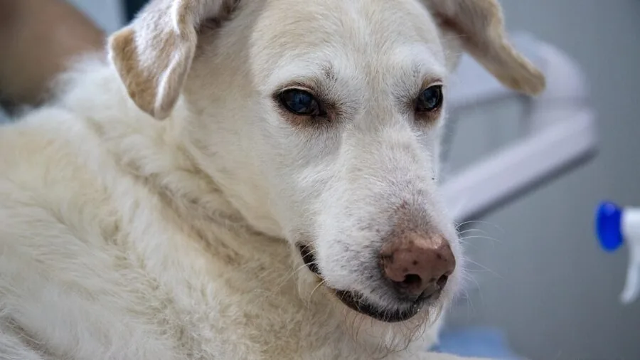 Veterinarian reviewing pet health records while dog sits on examination table