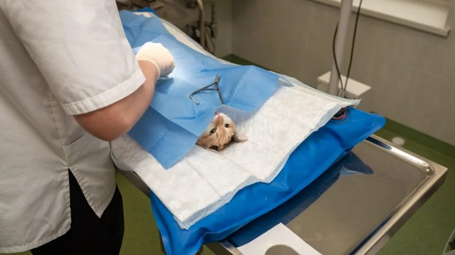 Veterinarian scanning microchip on cat during pet identification procedure at clinic