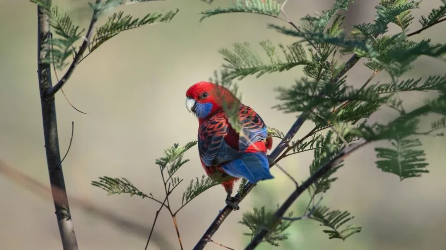 Vibrant parrot chewing on a natural wooden perch in natural daylight