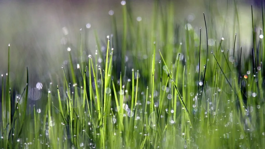 Water droplets and moisture on glass surface in humid aquarium environment
