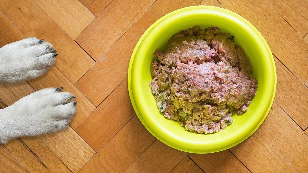 Wet dog food cans and bowls with kibble in close-up view