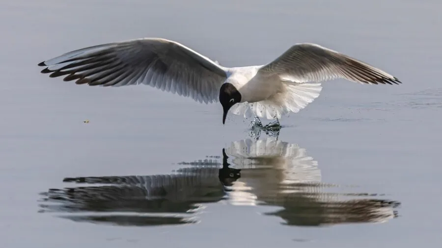 Wild bird drinking from shallow water basin in natural garden setting