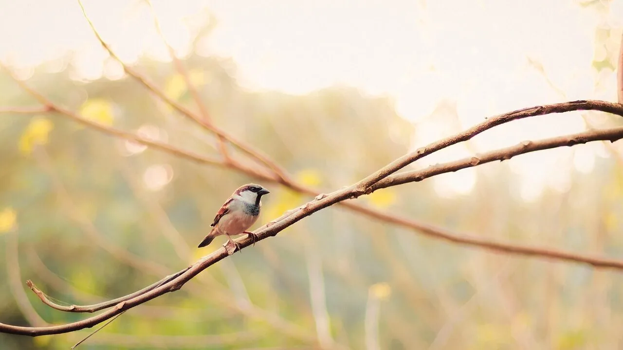 The Best Bird Houses for Every Backyard and Budget
