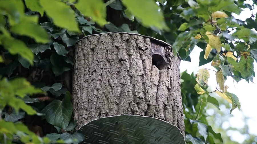 Wooden birdhouse mounted on a tall wooden pole in an open, sunny garden with clear sky