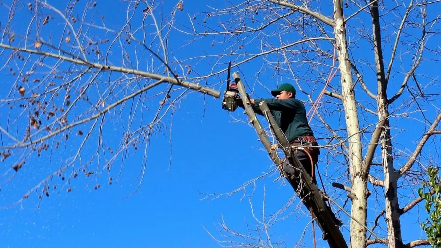 Worker in protective equipment safely trimming overhead tree branches with proper safety precautions