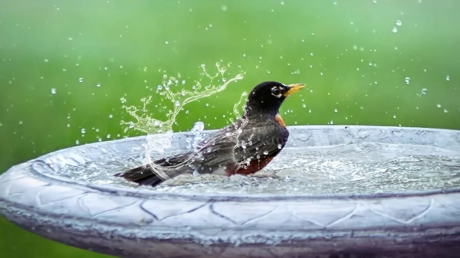 Young child getting hair washed during bath time with water and lather