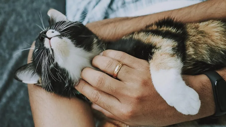 Young kitten being gently bathed with mild formula shampoo during grooming session