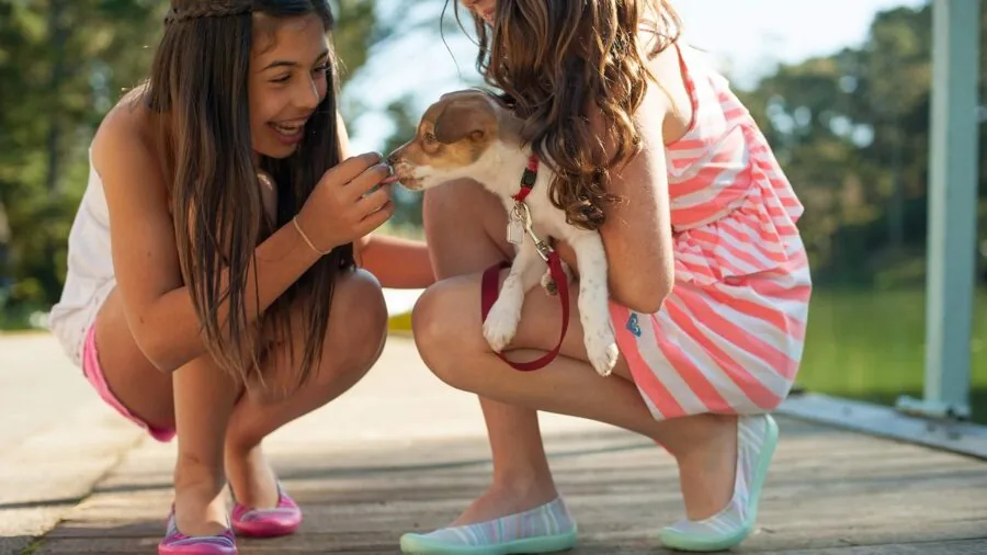 Young puppy and senior dog playing outdoors in natural daylight, representing different life stages